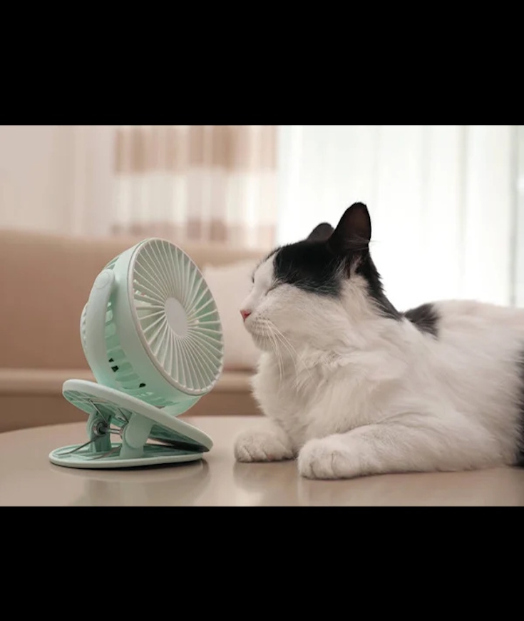 Canicule, comment préserver mon chat ?
