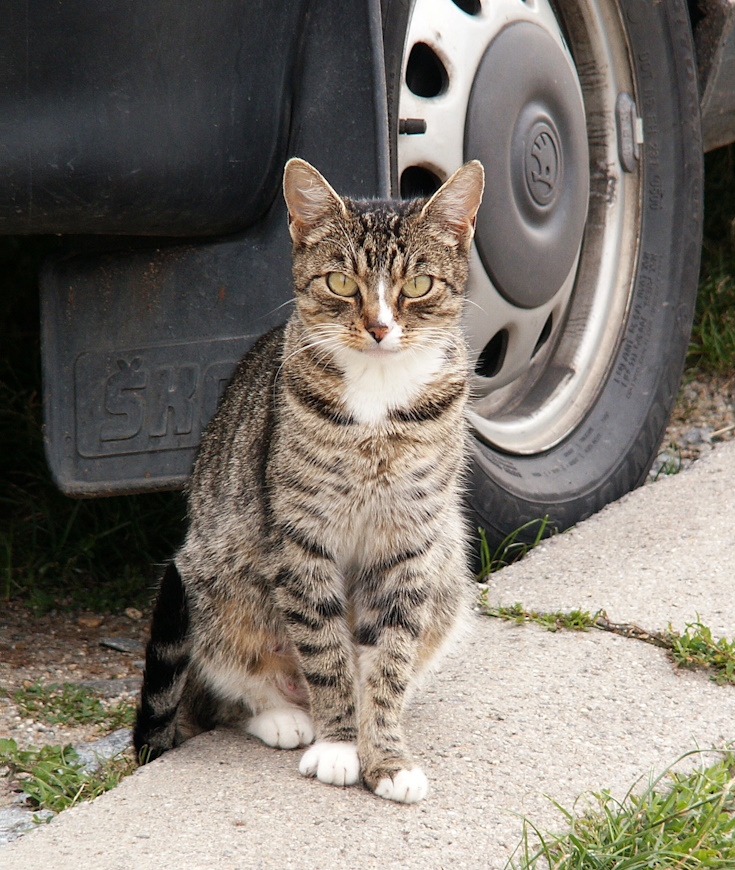 Chats errants en hiver, ouvrez l'œil !