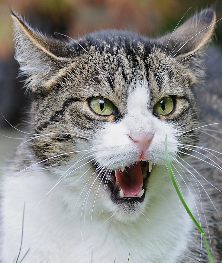 Chats stressés ? Pourquoi ? Que faire ? 