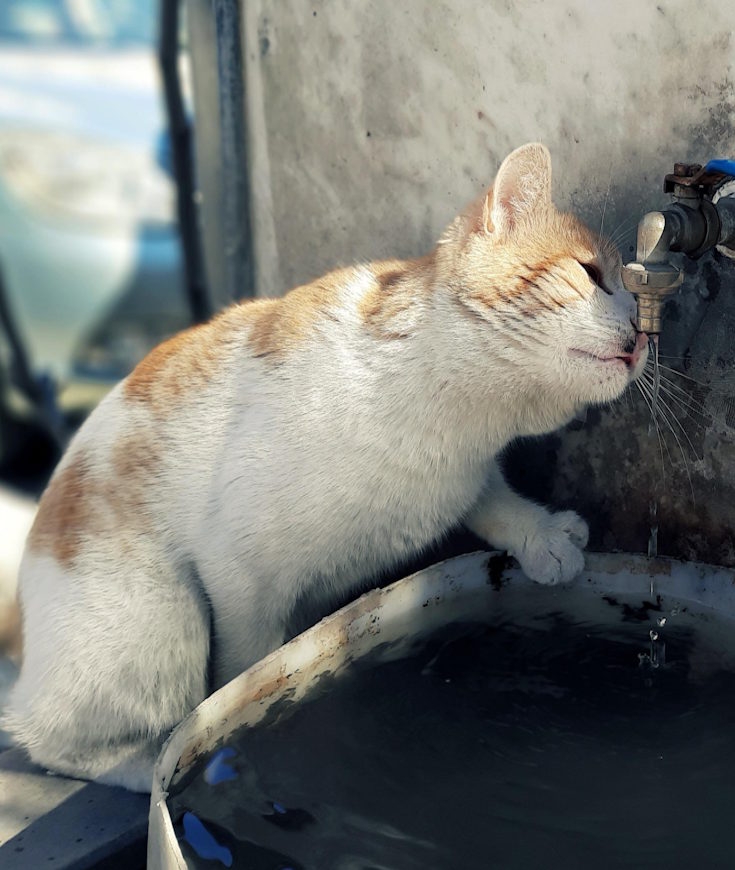 Comment Protéger Votre Chat des Fortes Chaleurs ?