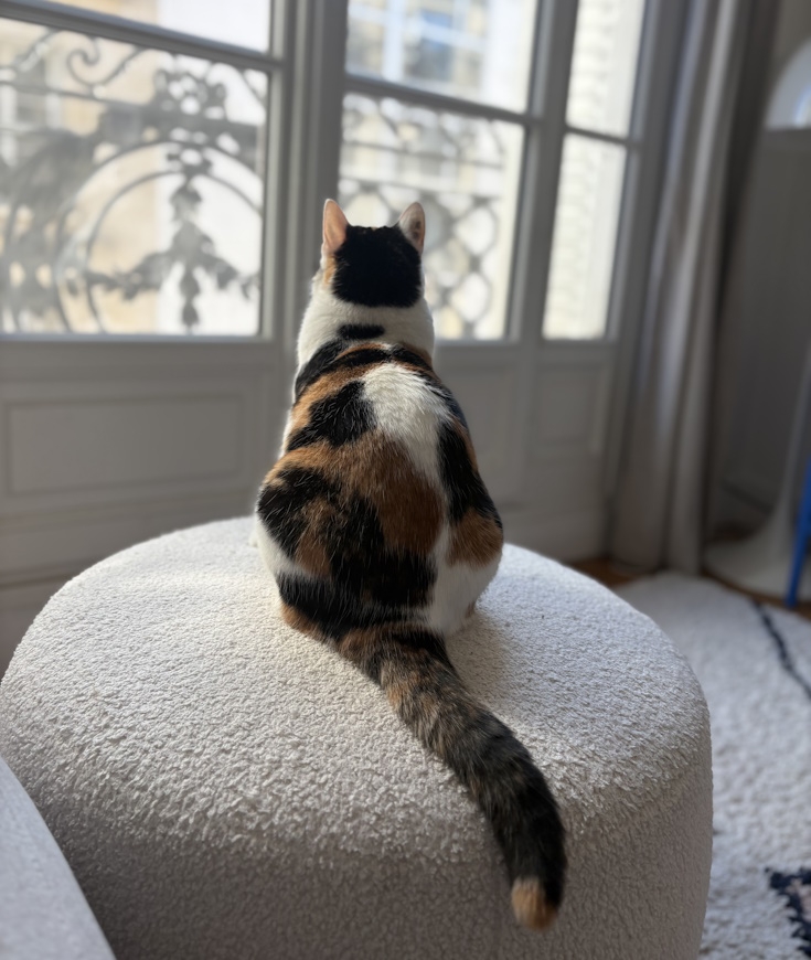 La surdité chez le chat