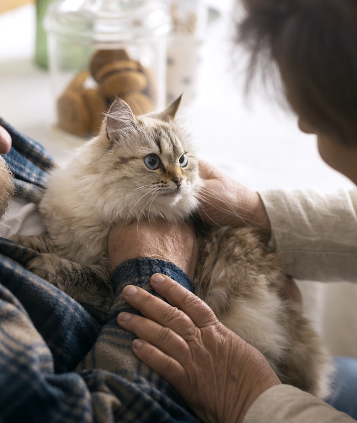 Le chat et les séniors