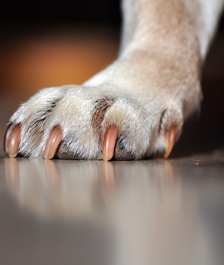 Les chats sont des animaux fascinants, et l’un des aspects les plus intrigants de leur anatomie est sans doute leurs griffes. Les griffes jouent un rôle essentiel dans leur comportement, leur santé et leur bien-être.