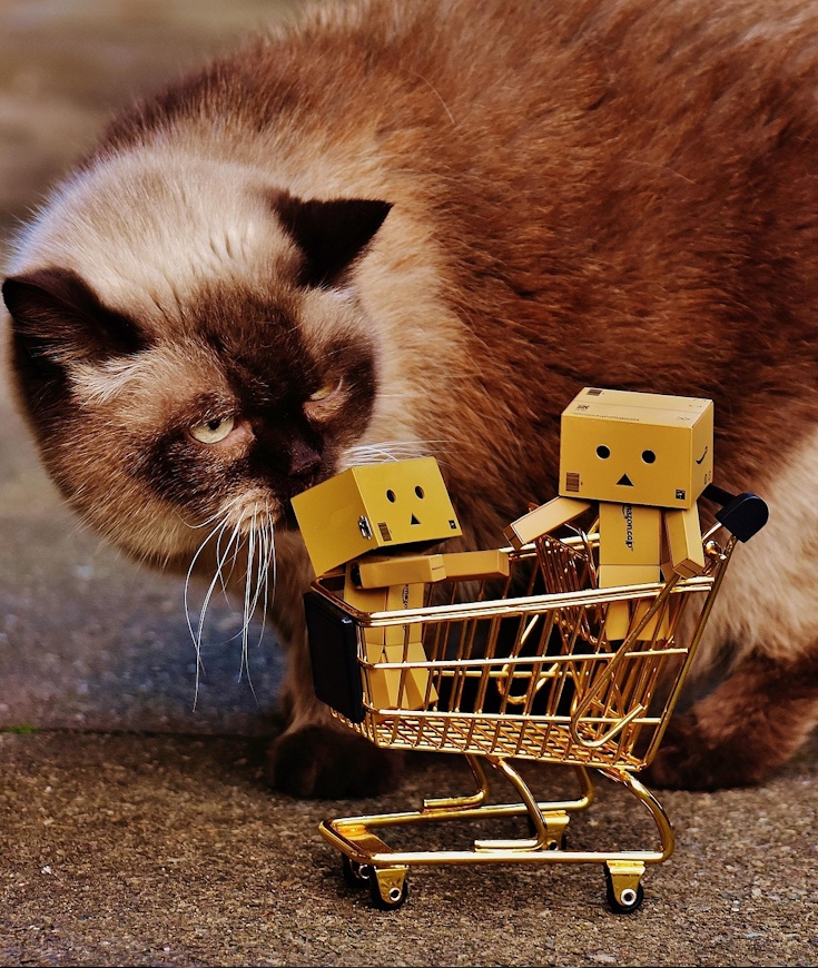 Les Français et le budget annuel pour leur chat adoré !