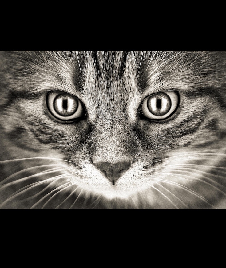 Les mystères des yeux de chat !