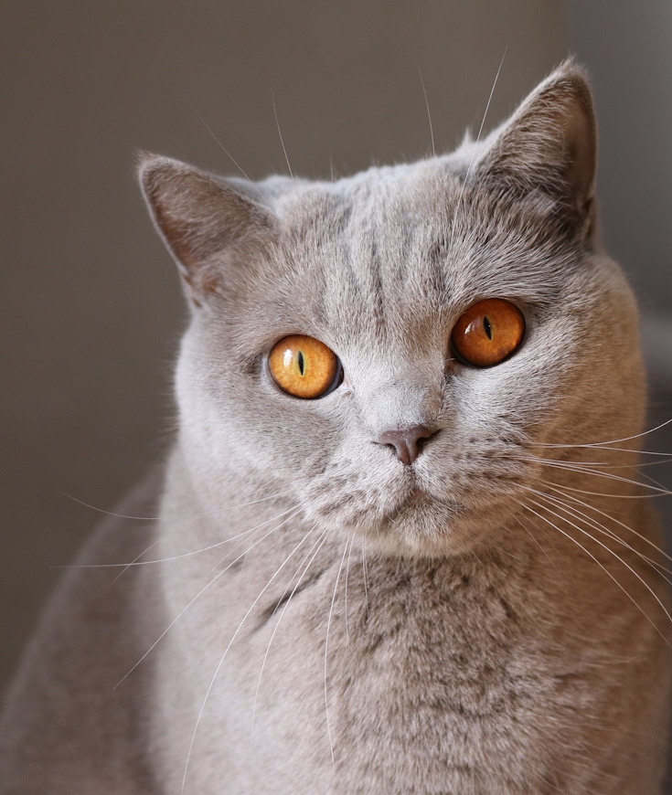 Mutuelle pour Chat ? Bonne idée ou pas ?